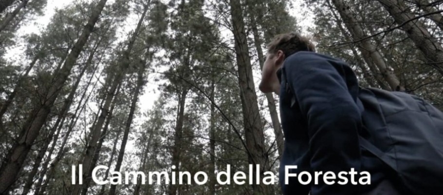 Il cammino della foresta